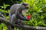 Brazzameerkat (Cercopithecus neglectus)