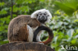 Pinche aapje (Saguinus oedipus)