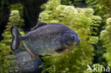 Red-bellied piranha (Pygocentrus nattereri)