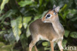 Kirk s Dik-Dik (Madoqua kirkii)