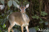 Kirk s Dik-Dik (Madoqua kirkii)