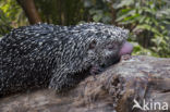 Brazilian porcupine (Coendou prehensilis)