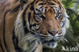 Sumatraanse tijger (Panthera tigris sumatrae)