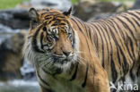 Sumatran Tiger (Panthera tigris sumatrae)