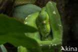 green tree python (Morelia viridis)