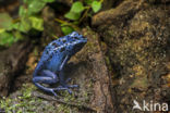 Blue Poison Dart Frog (Dendrobates tinctorius var. azureus)