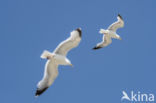 Zilvermeeuw (Larus argentatus)