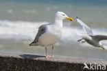 Zilvermeeuw (Larus argentatus)