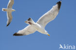 Zilvermeeuw (Larus argentatus)