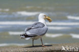 Zilvermeeuw (Larus argentatus)