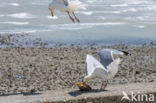 Zilvermeeuw (Larus argentatus)