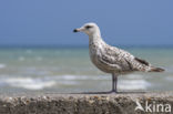 Zilvermeeuw (Larus argentatus)