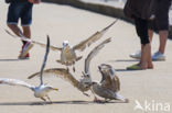 Herring Gull (Larus argentatus)