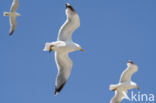 Zilvermeeuw (Larus argentatus)