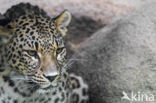 Perzische Panter (Panthera pardus saxicolor)