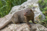 dwarf mongoose (Helogale parvula)