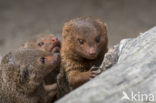 dwarf mongoose (Helogale parvula)