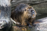 Beverrat (Myocastor coypus)