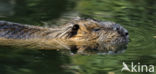 Coypu (Myocastor coypus)