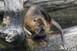 Beverrat (Myocastor coypus)