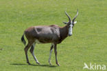 Blesbok (Damaliscus pygargus)