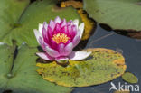 Water lily Nymphaea Director G.T Moore (Nymphaea director G.T Moore)