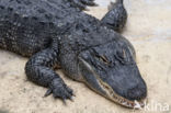 American Alligator