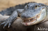 American Alligator