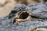 American Alligator