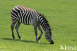 Bohm zebra (Equus quagga boehmi)