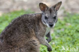 Parma Wallaby (Macropus parma)