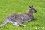 Roodhalswallabie (Macropus rufogriseus)