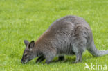 Roodhalswallabie (Macropus rufogriseus)