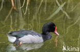 Rosy-billed Pochard (Netta peposaca)