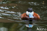 Ruddy Duck (Oxyura jamaicensis)
