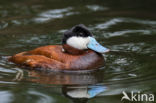 Ruddy Duck (Oxyura jamaicensis)