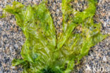 Zeesla (Ulva lactuca)