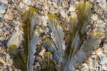 Gezaagde zeeeik (Fucus serratus)