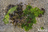 Kleine Zee-eik (Fucus spiralis)