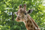 Kordofan giraffe (Giraffa camelopardalis antiquorum)