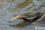 Reuzenmiereneter (Myrmecophaga tridactyla)