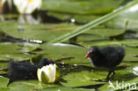 Waterhoen (Gallinula chloropus)