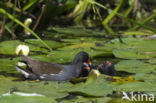 Waterhoen (Gallinula chloropus)