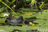 Common Moorhen (Gallinula chloropus)