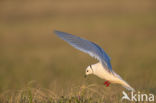 Ross s gull (Rhodostethia rosea)