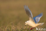 Ross s gull (Rhodostethia rosea)