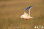 Ross s gull (Rhodostethia rosea)