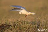 Ross s gull (Rhodostethia rosea)