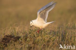 Ross s gull (Rhodostethia rosea)