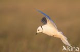 Ross s gull (Rhodostethia rosea)